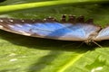 Half portrait of a sky butterfly, morpho peleides, on a green leaf Royalty Free Stock Photo