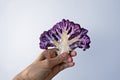 Half a purple cauliflower floret on hand in a bright background