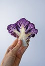 Half a purple cauliflower floret on hand in a bright background