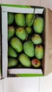 Half reaped kesar mangoes, gujarat