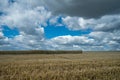 Half-reaped wheat field in a rural area under the cloudy sky Royalty Free Stock Photo