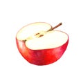 Watercolor illustration of half a red apple. Royalty Free Stock Photo