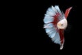 Half red and blue Betta Siamese fighting fish, Betta splendens Pla-kad biting fish of Thailand, swimming motion on black