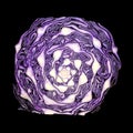 Half red cabbage isolated on white background Royalty Free Stock Photo