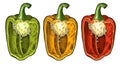 Half red, green, yellow sweet bell peppers. Vintage engraving vector illustration. Royalty Free Stock Photo