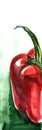 Half of red paprika hand drawn with watercolors. Bright brush stroke sketch of Bulgarian pepper on white background gradienting to