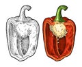 Half red sweet bell pepper. Vintage engraving vector illustration. Royalty Free Stock Photo