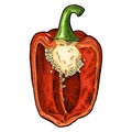 Half red sweet bell pepper. Vintage engraving vector illustration Royalty Free Stock Photo