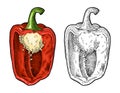 Half red sweet bell pepper. Vintage hatching vector illustration. Royalty Free Stock Photo