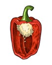 Half red sweet bell pepper. Vintage hatching vector illustration. Royalty Free Stock Photo