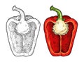 Half red sweet bell pepper. Vintage vector engraving Royalty Free Stock Photo