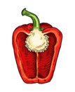 Half red sweet bell pepper. Vintage vector engraving Royalty Free Stock Photo