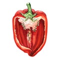 Half of red sweet bell pepper, watercolor illustration on white