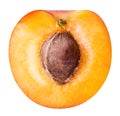 Half ripe apricot isolated on a white background Royalty Free Stock Photo