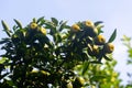 Half ripe citrus fruit brunch on the tree