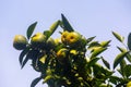 Half ripe citrus fruit brunch on the tree