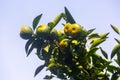 Half ripe citrus fruit brunch on the tree