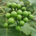 half ripe raw takokak fruit on the tree