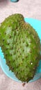 half ripe soursop fruit, has a sweet and sour taste Royalty Free Stock Photo