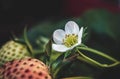 Half ripe strawberry with flower Royalty Free Stock Photo