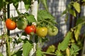 Half Ripe Tomatoes Royalty Free Stock Photo