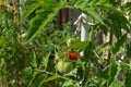 Half Ripe Tomatoes Royalty Free Stock Photo