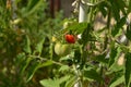 Half Ripe Tomatoes in a Private Garden Royalty Free Stock Photo