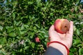 Half rotten apple in the hand of a man, against the background of a green tree Royalty Free Stock Photo