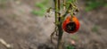 a half-rotten tomato on a bush in the garden