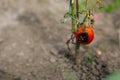 a half-rotten tomato on a bush in the garden