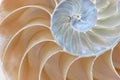 Half Shell Nautilus