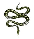 Half-skeleton Of A Milk Snake In Vintage Style. Serpent Cobra Or Python Or Poisonous Viper. Engraved Hand Drawn Old