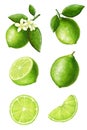 Half slice of lemon, stock illustration on a white background, in vintage style, acrylic paints, picture, clipart