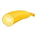 Half sliced fresh yellow banana. Ripe banana fruit cut on white, healthy eating. Tropical banana vector illustration.