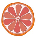 Half sliced grapefruit, vector or color illustration Royalty Free Stock Photo