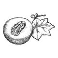 Half sliced melon with leaf. Vector fruit sketch Royalty Free Stock Photo