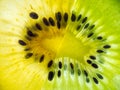 Half slices green and yellow kiwi back lit abstract texture Royalty Free Stock Photo