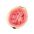 Half and slices guava watercolor illustration isolated on white. Tropical fruit, exotic apple, guajava, red pulp hand