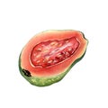 Half and slices guava watercolor illustration isolated on white. Tropical fruit, exotic apple, guajava, red pulp hand