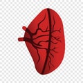 Half spleen icon, cartoon style