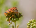 Half-spotted stink bug in nature Royalty Free Stock Photo