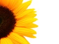 Half sunflower in close up, isolated on white background. Copy space. Royalty Free Stock Photo