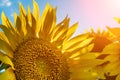 Half of a sunflower flower against a blue sky. The sun shines through the yellow petals. Agricultural cultivation of Royalty Free Stock Photo