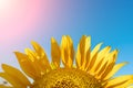 Half of a sunflower flower against a blue sky. The sun shines through the yellow petals. Agricultural cultivation of Royalty Free Stock Photo