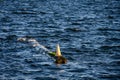 Half sunk log floating in Lake Washington on a choppy day with an orange warning cone on the end of the log