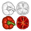 Half sweet bell red pepper. Top view. Vintage hatching vector black illustration.