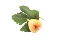 Half of tasty green fig with leaf isolated, top view Royalty Free Stock Photo