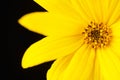 Half topinambur yellow flower Jerusalem artichoke on black background, beautiful backdrop Royalty Free Stock Photo