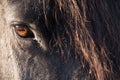 Head of a black frisian horse with mane and a brown eye Royalty Free Stock Photo