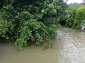 Half of the trees submerged in the river water.